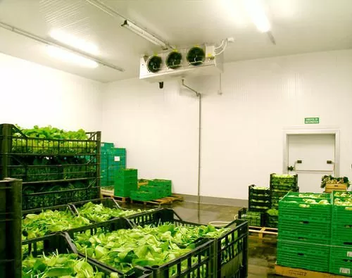 Verduras armazenadas em câmara fria